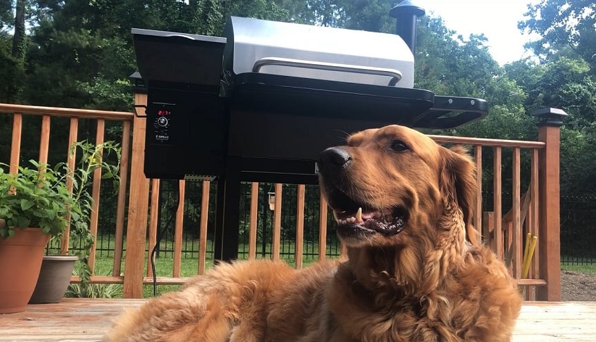 Rex in Front of Grill